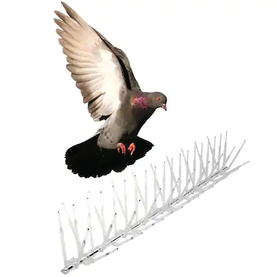 Bird Spike Installation